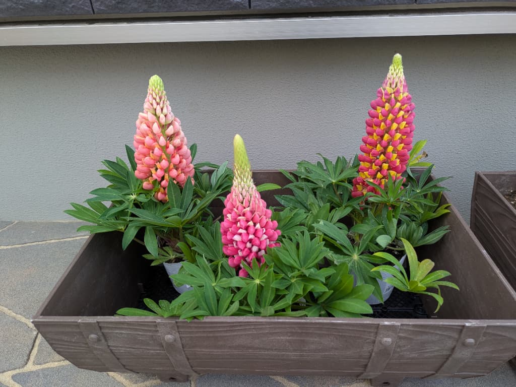 ピンクのお花がだいすき