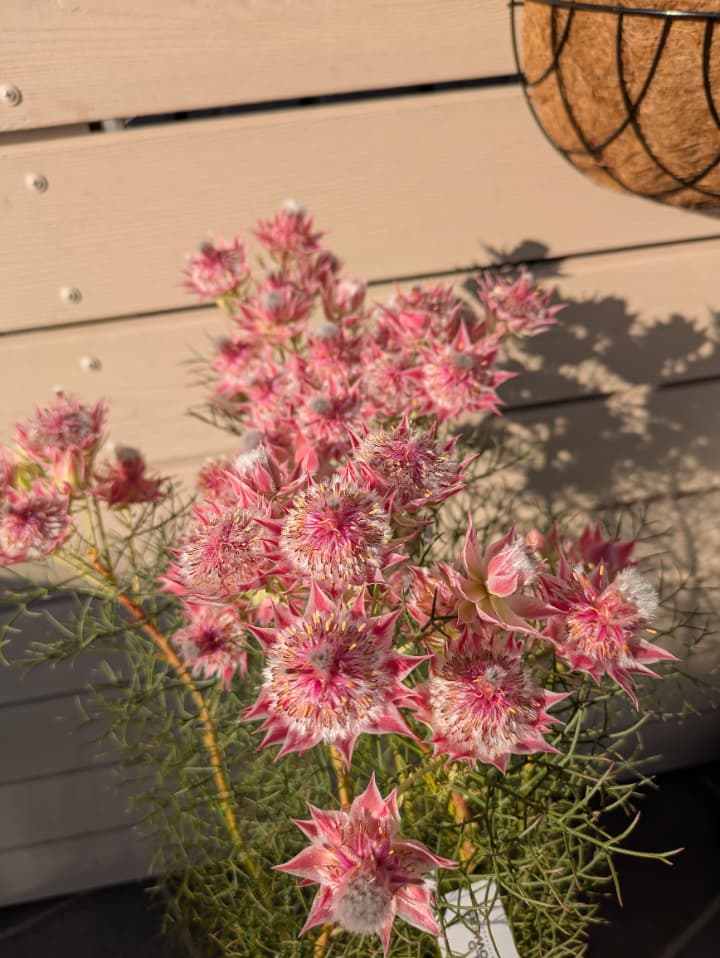 セルリア　プリティピンク満開