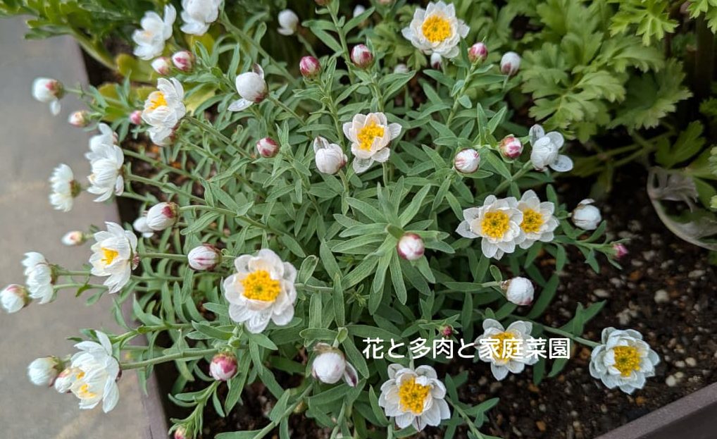 プランターに植えた花かんざしです。