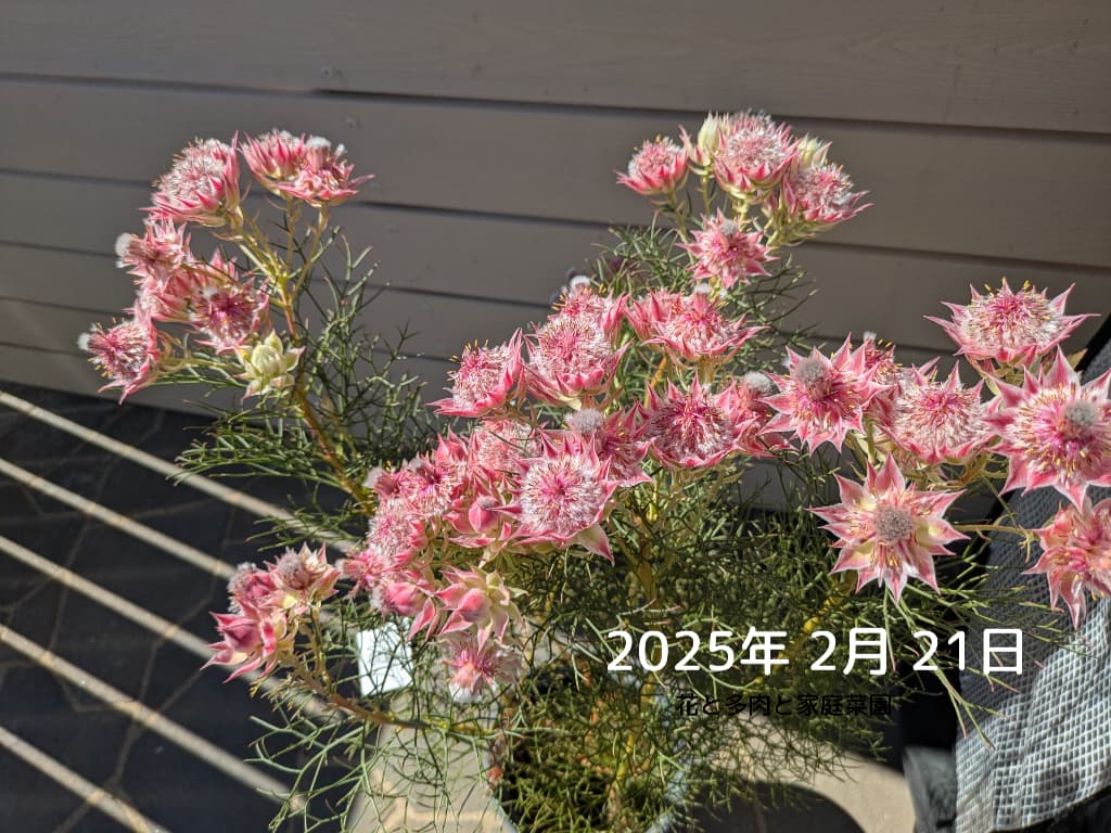 ヤマモガシ科セルリアのプリティピンク