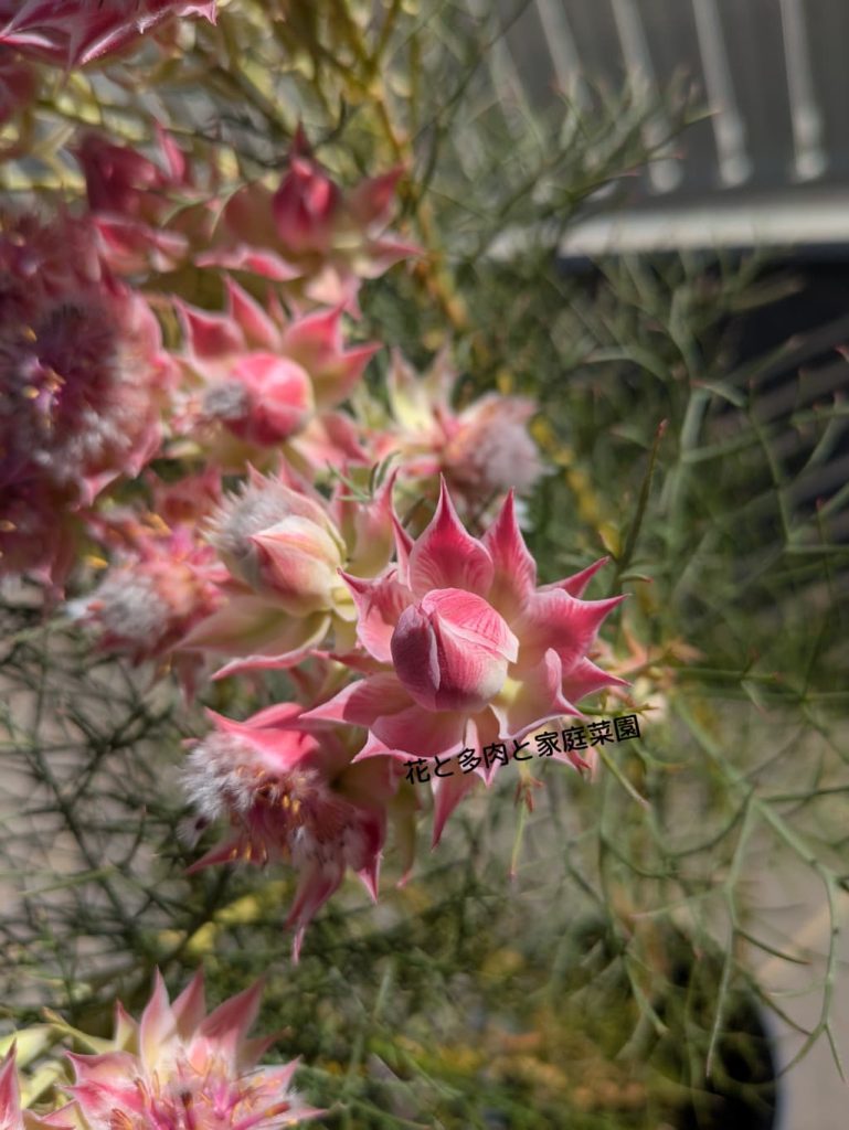 オージープランツ、セルリア