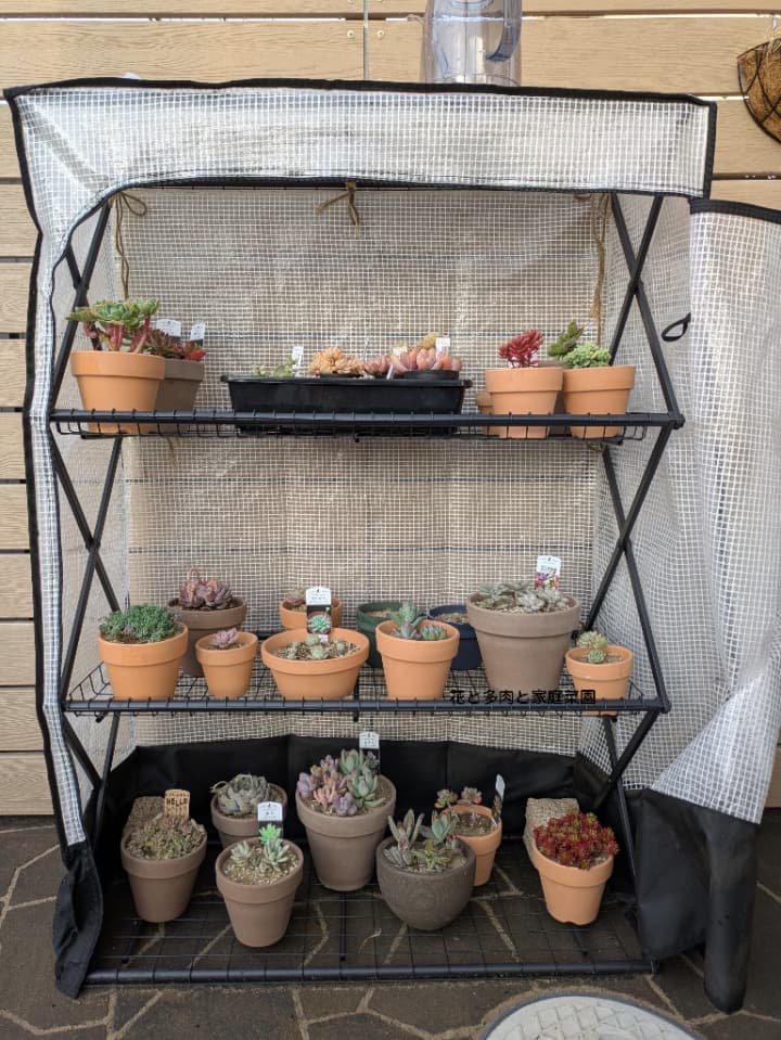 我が家の多肉棚