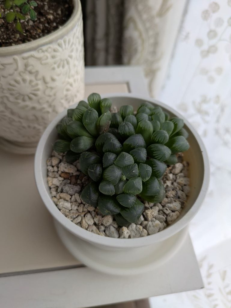 オブツーサ可愛すぎる。花芽