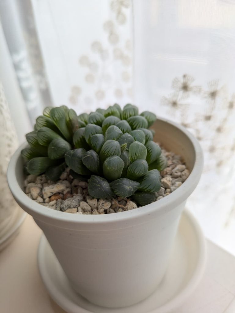 花芽がでつつあるオブツーサ