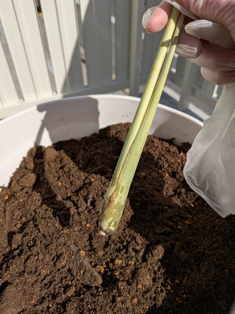 レモングラスの根っこ