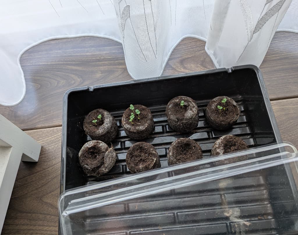 スイートバジルの種まき。双葉