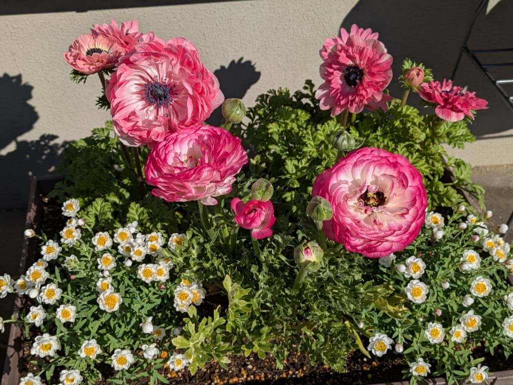 アネモネとラナンキュラスと花かんざし