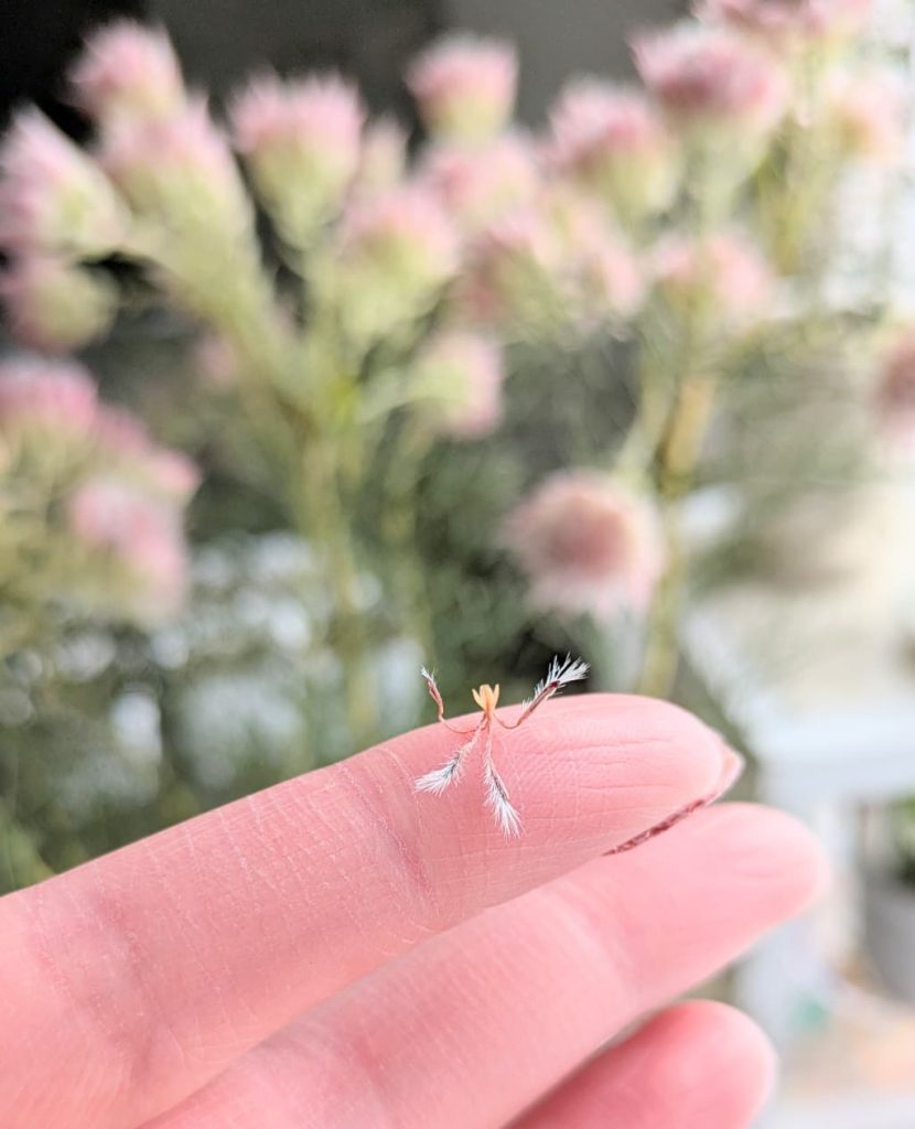 セルリア　プリティピンク