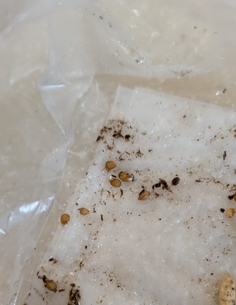 イエローアイコも蒔くの早かったんだな。