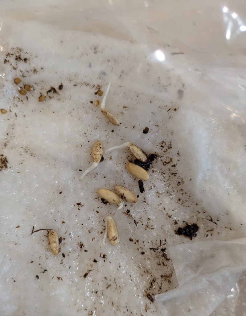 キュウリを早めに蒔きたい