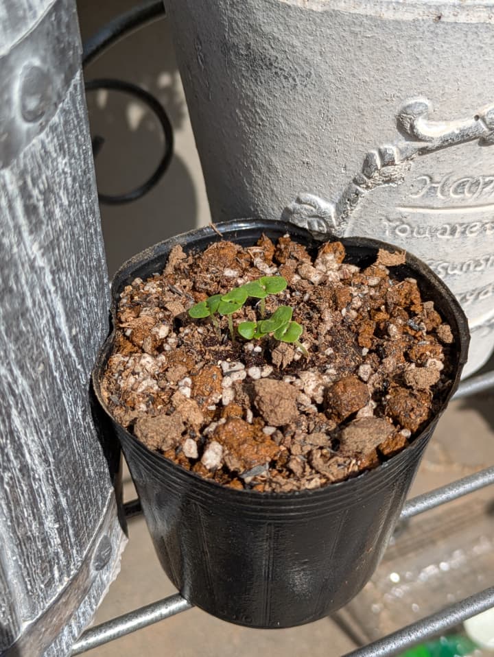 スイートバジルの子葉