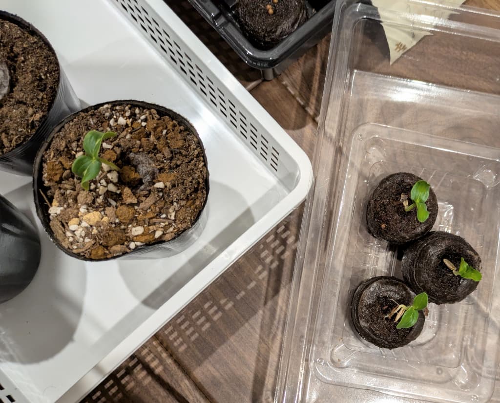 キュウリの子葉