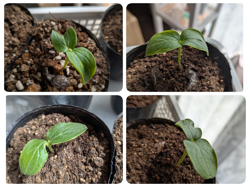 きゅうりの双葉。子葉。