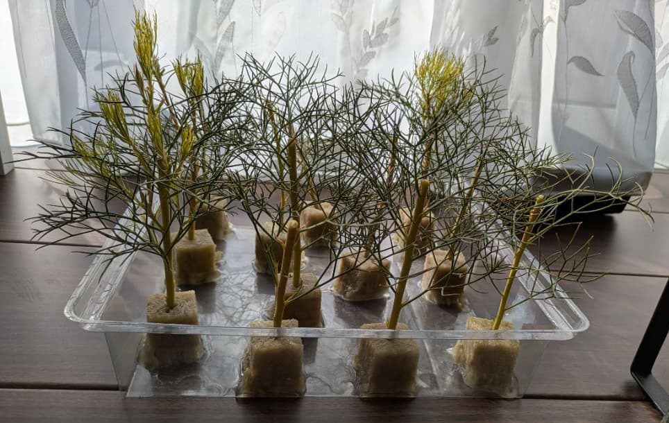 ネイティブプランツを増やしたい