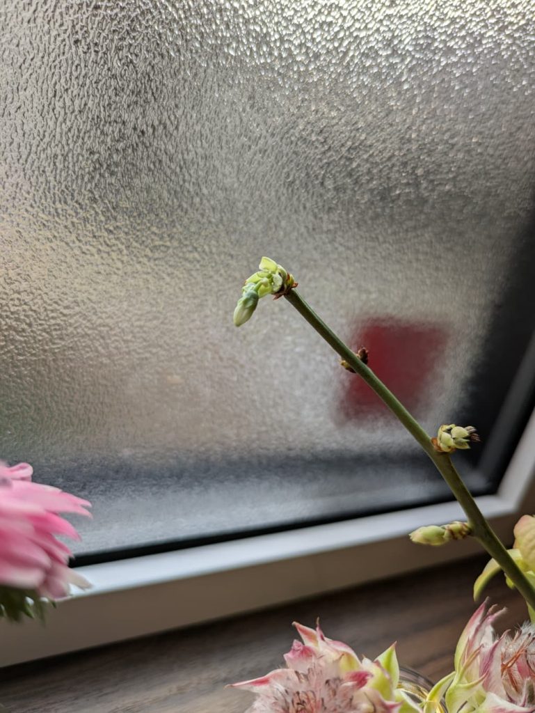 ブルーベリーの剪定後の花芽