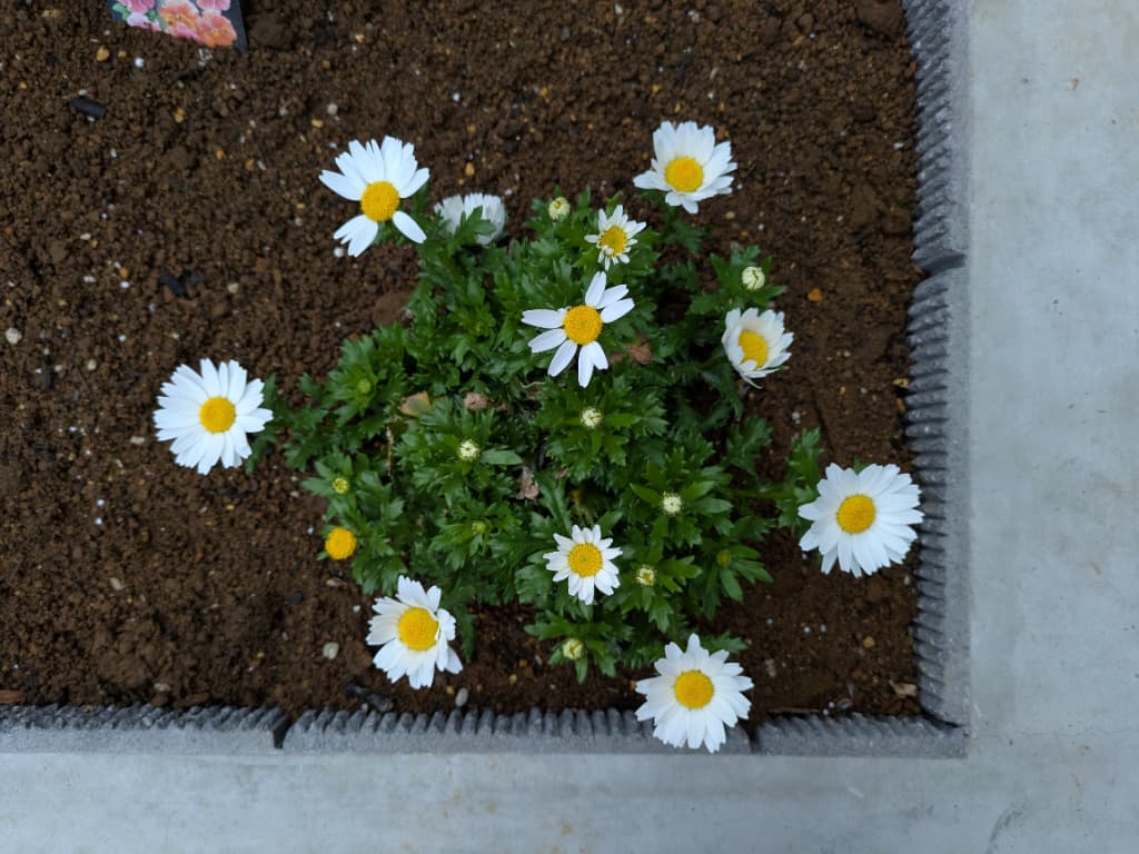 ノースポールが続々と咲いているよ