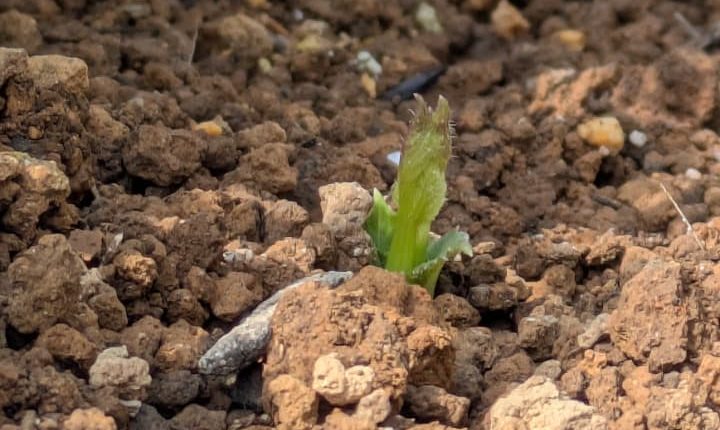 ダリアの芽が出ました