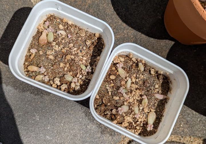 多肉植物、姫秋麗の葉挿し