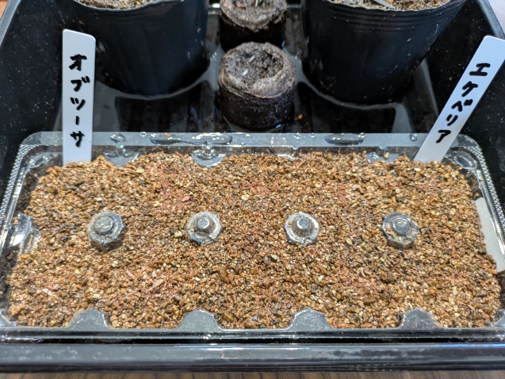 多肉植物の実生チャレンジ