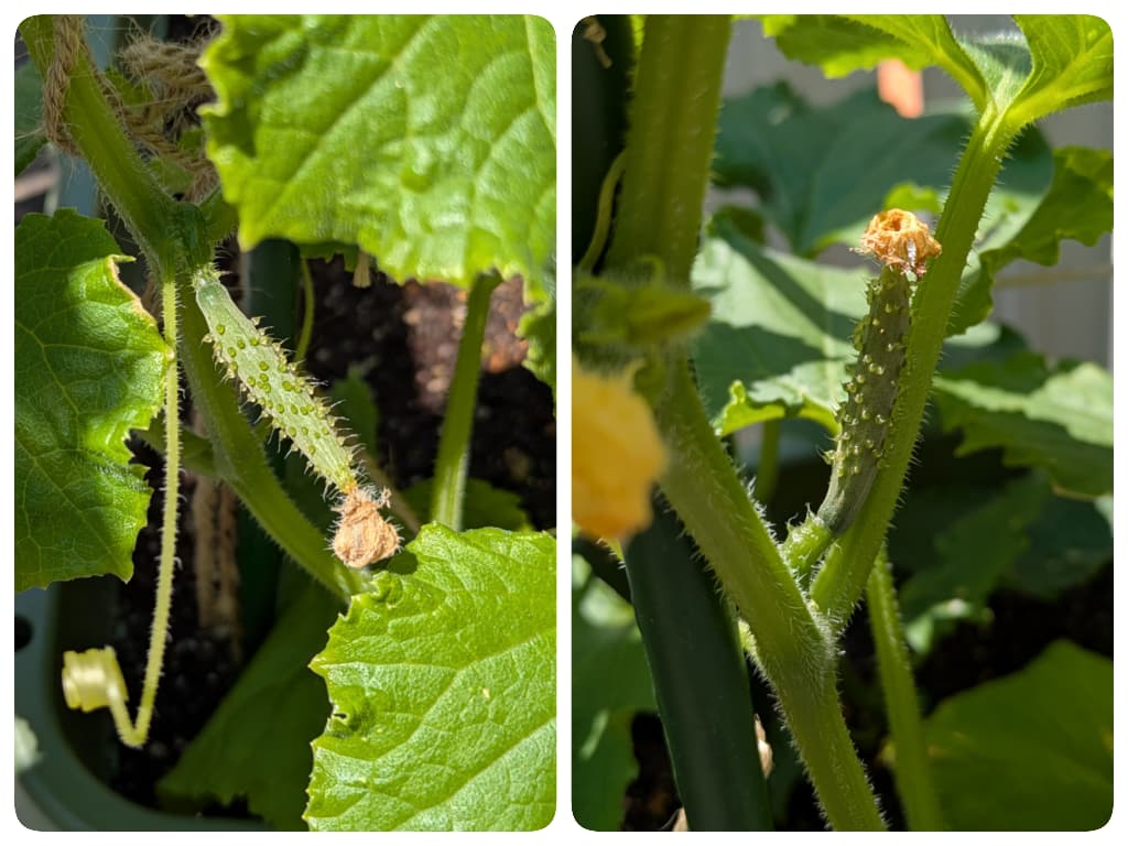 キュウリの収穫はいつ？