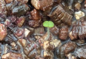 エケベリアの赤ちゃん