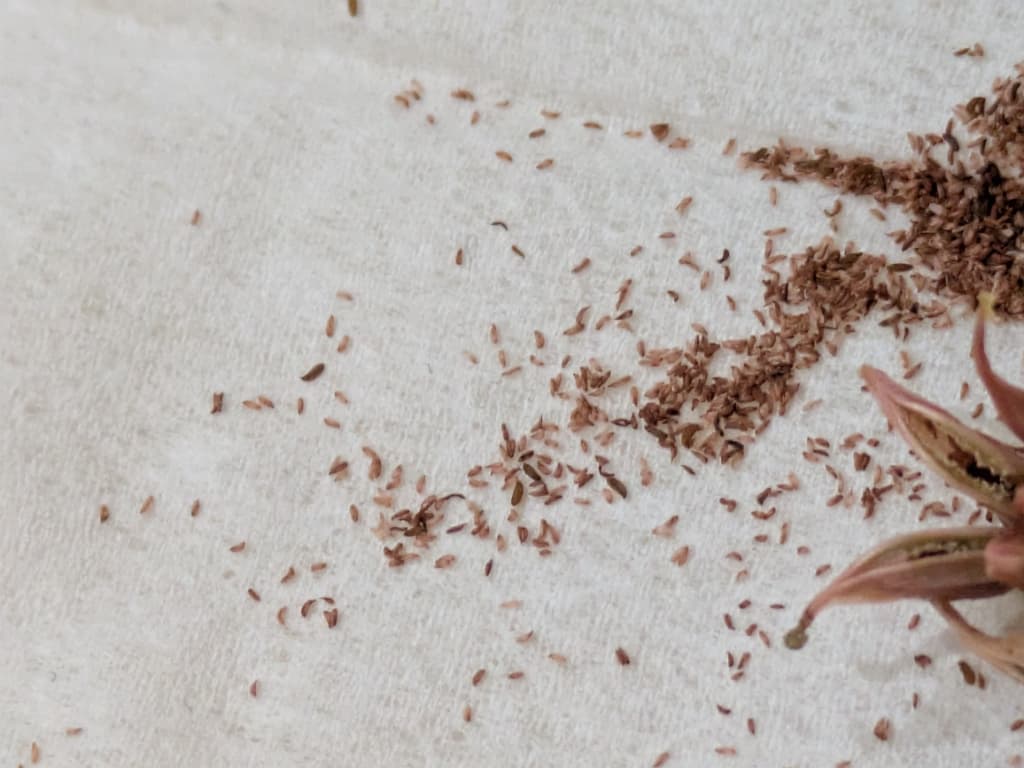 多肉植物の種子