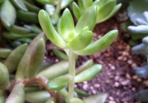 植物が徒長する原因