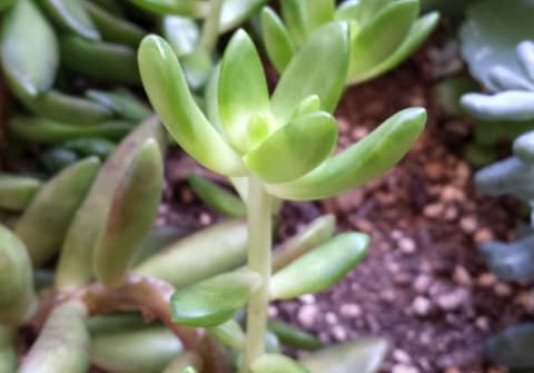 植物が徒長する原因