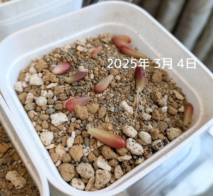 多肉植物葉挿し