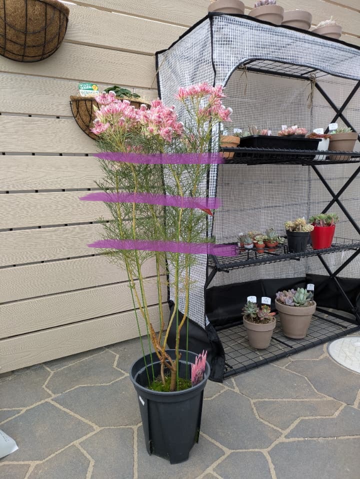 セルリア、どこで切り戻そうか考える