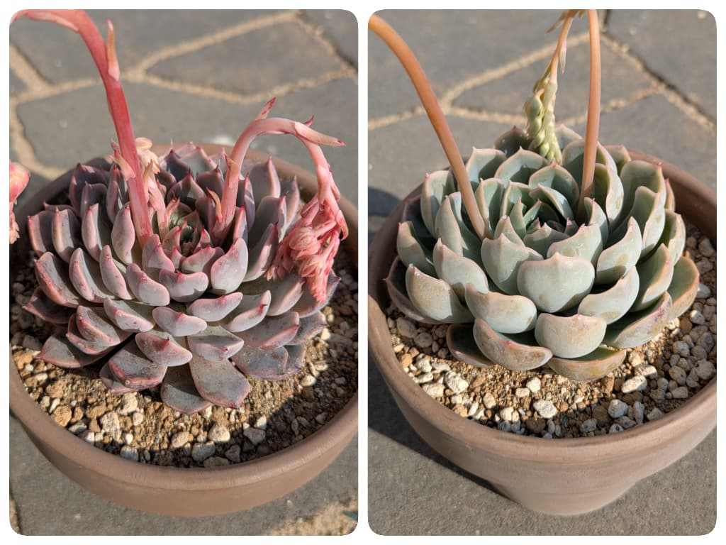 この2株の掛け合わせがどうなるのか楽しみ